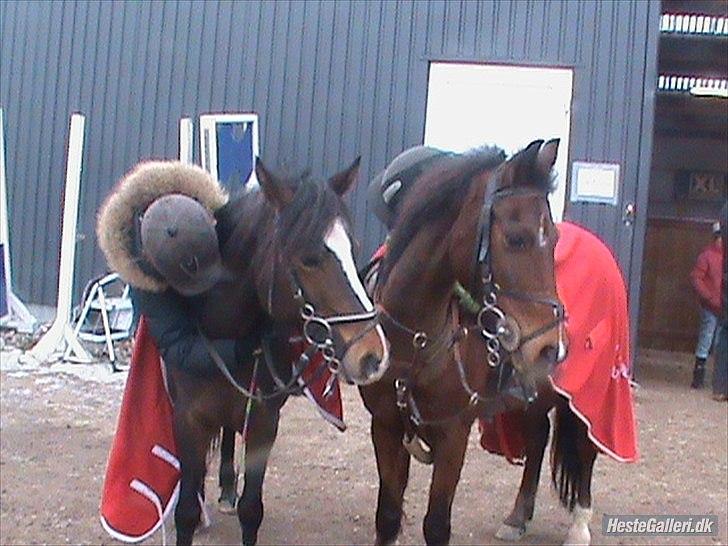 Anden særlig race Toftegårdens Kimbo - da , min mor glemer at tage billeder når jeg springer, har jeg ikke nogen, men håber på at få taget nogen til stævnet på lørdag, så kommer de ind her,.. billede 2