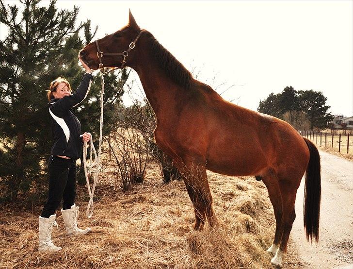 Dansk Varmblod Lauritz  billede 11