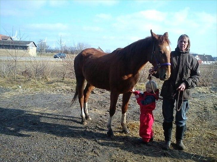 Anden særlig race OFELIA " Himmelhest" billede 4