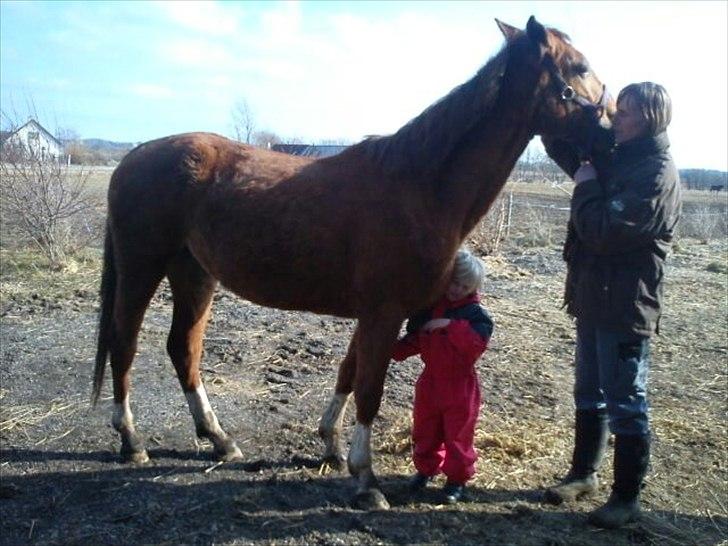 Anden særlig race OFELIA " Himmelhest" billede 5