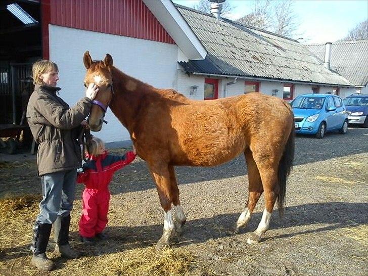 Anden særlig race OFELIA " Himmelhest" billede 6