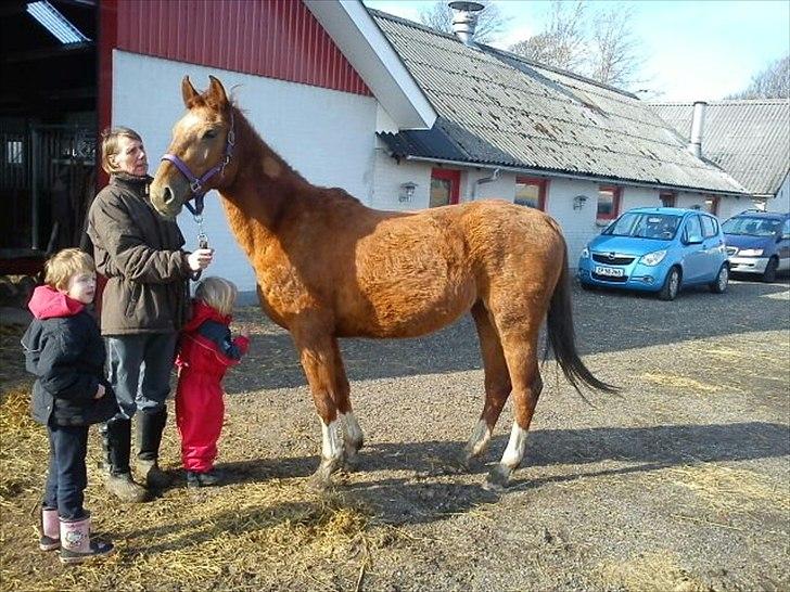 Anden særlig race OFELIA " Himmelhest" billede 7