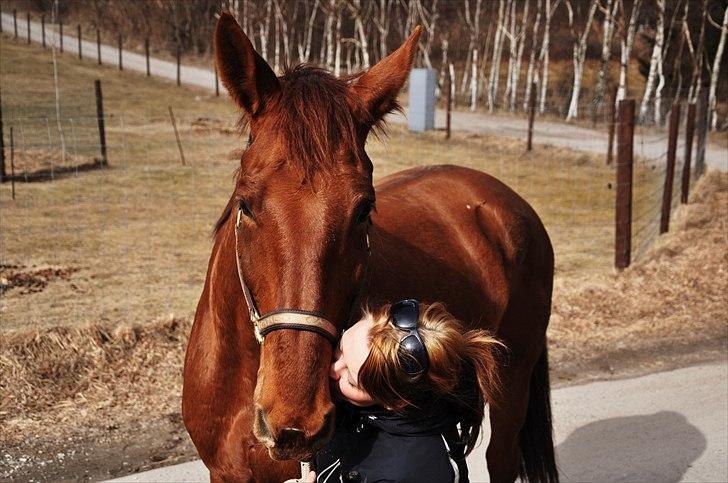 Dansk Varmblod Lauritz  billede 12