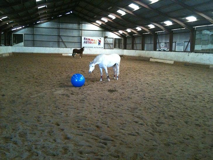 Welsh Pony af Cob-type (sec C) Hesta RIP - Mon bolden gør noget?? billede 11