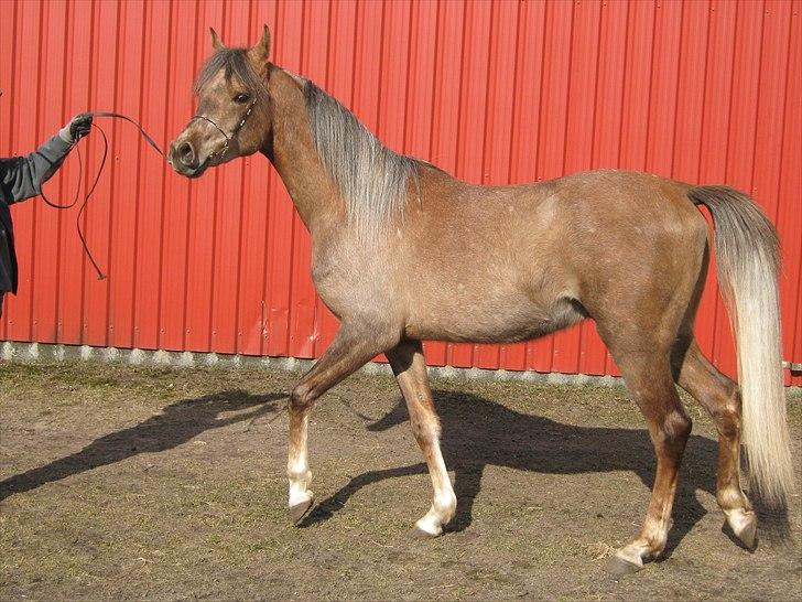 Arabisk fuldblod (OX) Shahefa MG Ibn ibn Wash billede 17