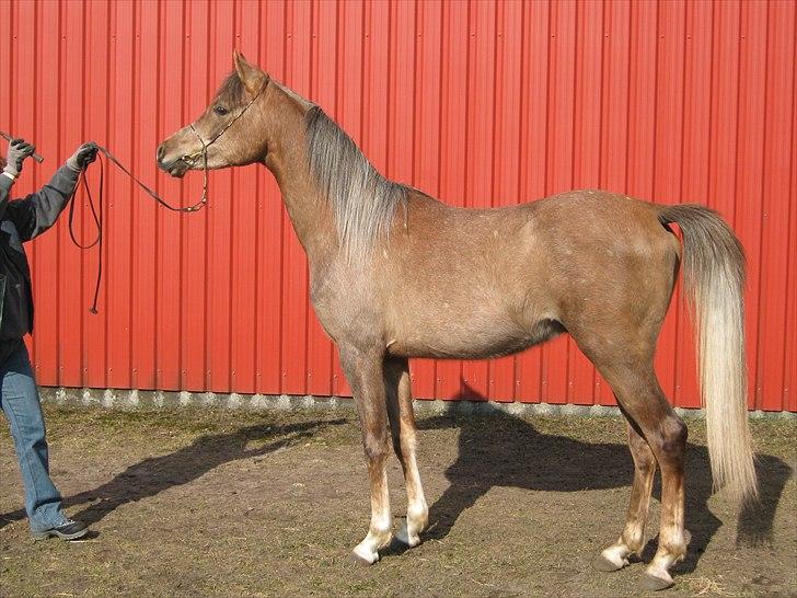 Arabisk fuldblod (OX) Shahefa MG Ibn ibn Wash billede 18