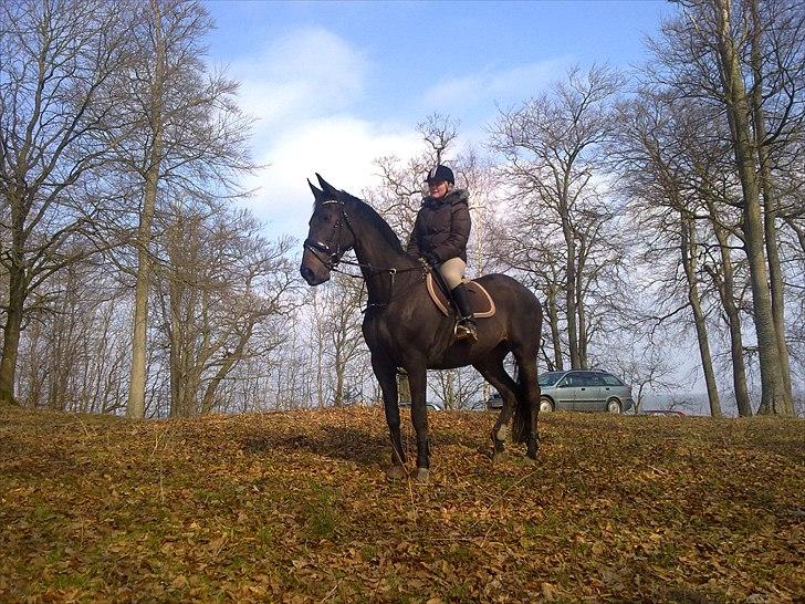 Holstener Aluett/Tulle billede 17