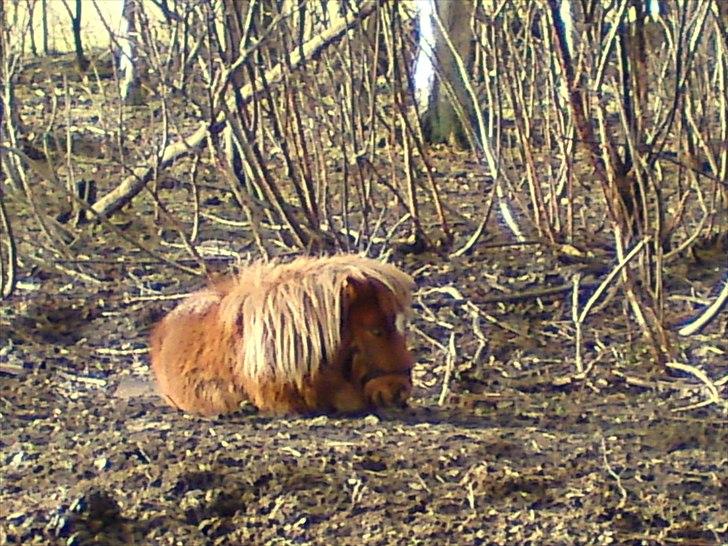 Shetlænder Bambi - Solgt - en lille lur i skovkanten billede 19