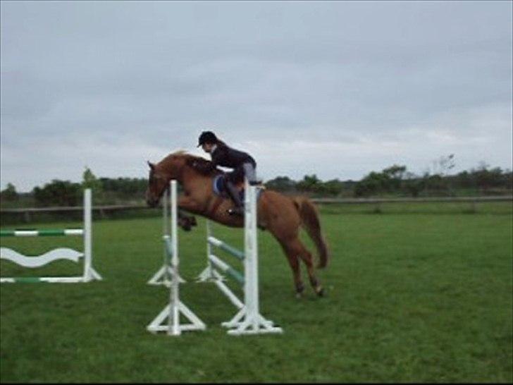 New Forest Boy billede 17