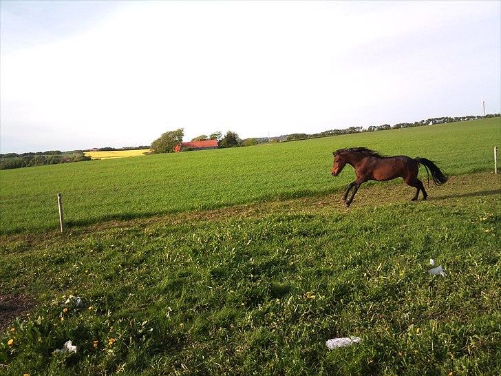 Dartmoor Innis ofelia billede 15