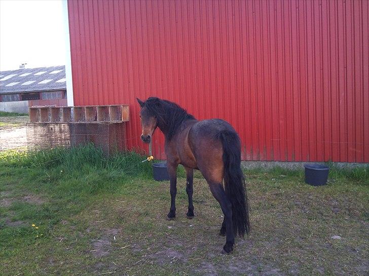 Dartmoor Innis ofelia billede 16