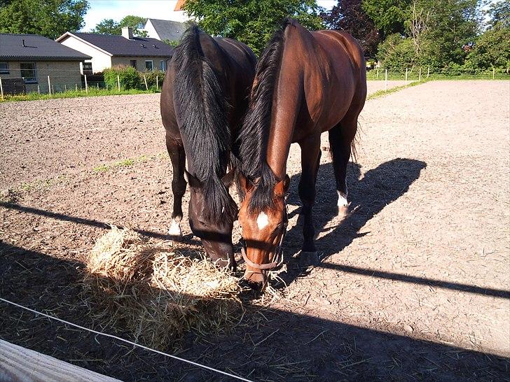 Hollandsk Varmblod Replay m. billede 17