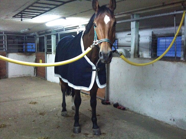 Hollandsk Varmblod Replay m. billede 18