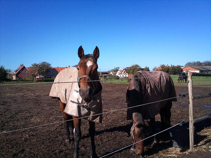 Hollandsk Varmblod Replay m. billede 19