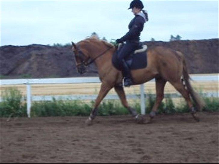 New Forest Boy billede 18