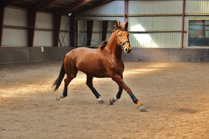 Dansk Varmblod Lauritz  billede 13