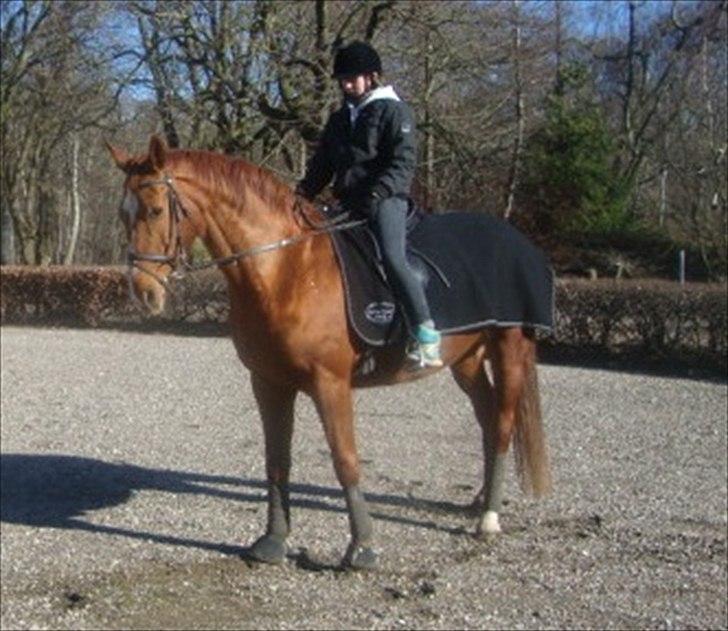 Dansk Varmblod chiela - Her er Chila på tur ved Egemarke gods billede 10