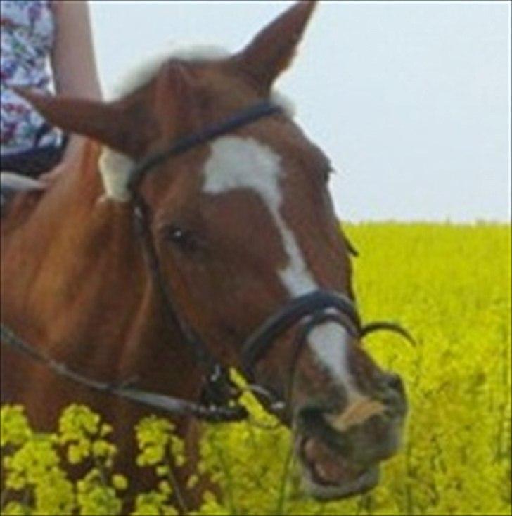 Dansk Varmblod chiela - Undskyld kvaliteten men synes altså lige at i skulle se chila på det her billede :) billede 13