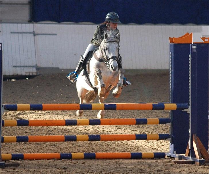 Irsk Sportspony Castlefarm Bob Cat  R.I.P  :,( - SAO MB billede 4