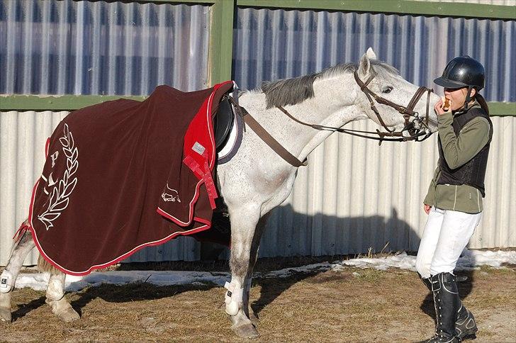 Irsk Sportspony Castlefarm Bob Cat  R.I.P  :,( - Mums kage;) billede 5