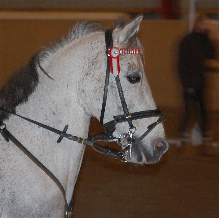 Irsk Sportspony Castlefarm Bob Cat  R.I.P  :,( billede 15