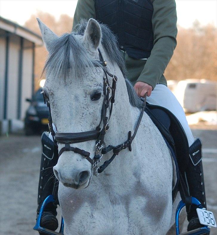 Irsk Sportspony Castlefarm Bob Cat  R.I.P  :,( billede 17