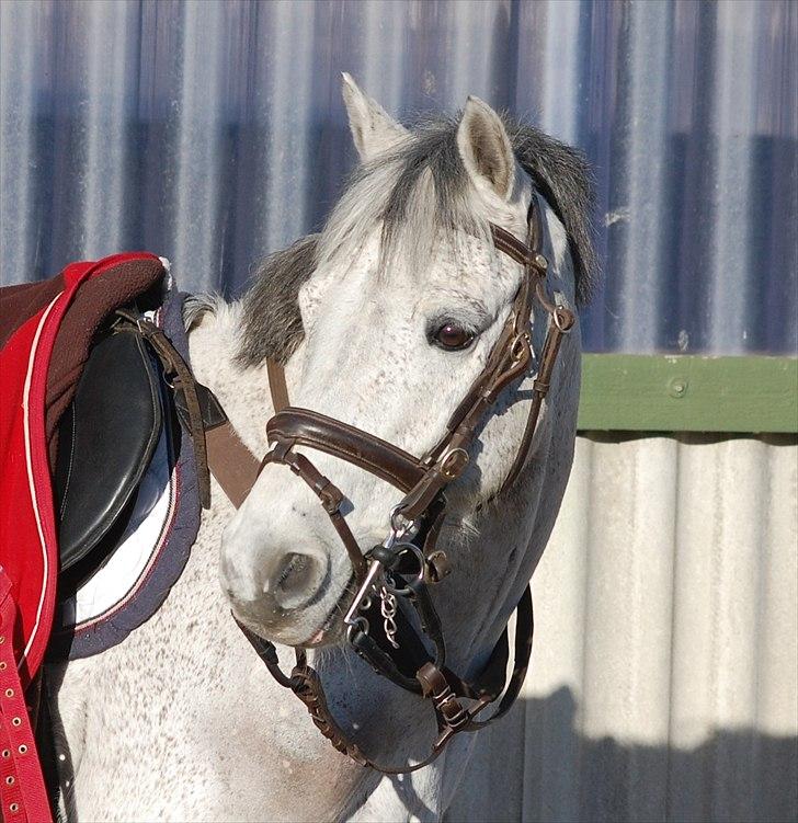 Irsk Sportspony Castlefarm Bob Cat  R.I.P  :,( billede 19