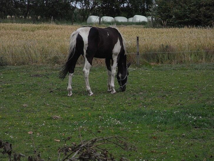 Pinto Hot pinto - trust me, it´s hard :´( billede 17