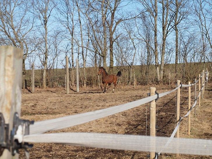 Anden særlig race Solos Alfredo  - Alfred flyttede hjemmefra. (: billede 17