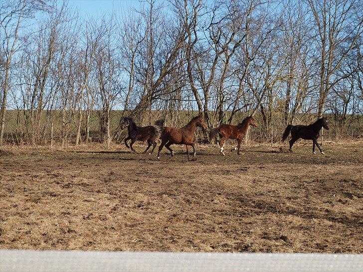Anden særlig race Solos Alfredo  - Alfred med de høje benløft :) lige mødt hans nye "bo-fæller" :P billede 18