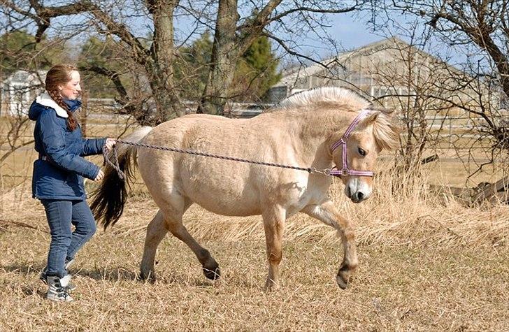 Fjordhest Mosegårdens Fornax - www.ceciliewinberg.dk marts 2011, 2 år 11 mdr. billede 10