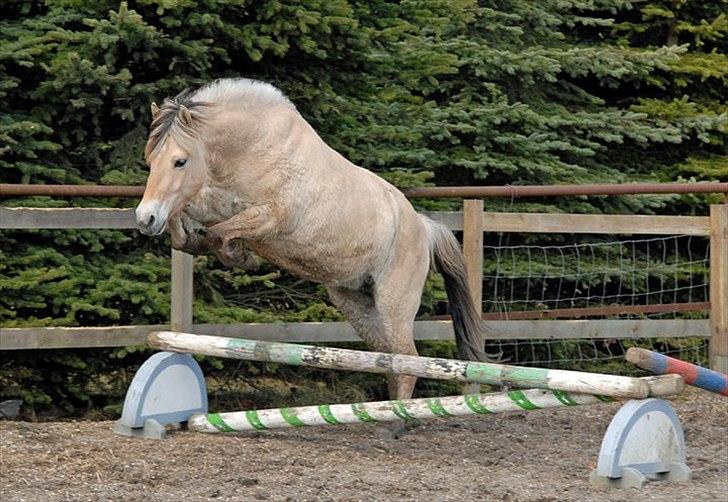 Fjordhest Mosegårdens Fornax - www.ceciliewinberg.dk marts 2011, 2 år 11 mdr. billede 11