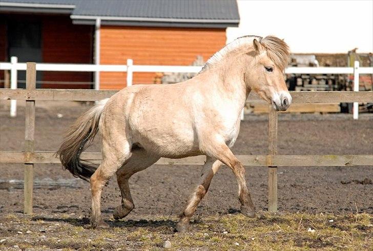 Fjordhest Mosegårdens Fornax - www.ceciliewinberg.dk NYT, marts 2011, 2 år 11 mdr. billede 12