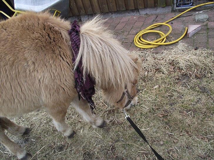 Shetlænder Østergårdens Sweet Sugar billede 20