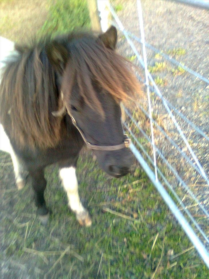 Anden særlig race tinka - love you basse billede 6