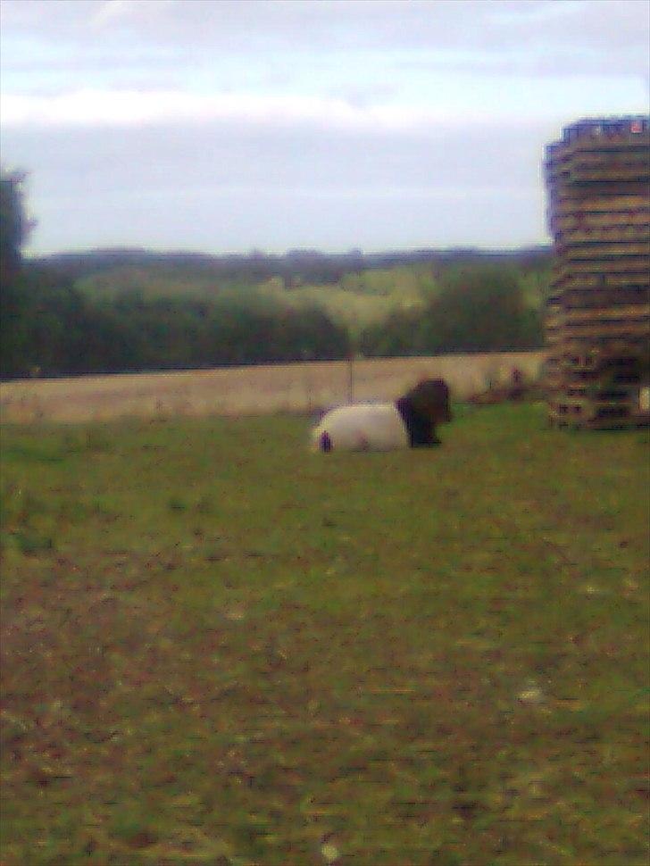 Anden særlig race tinka - skatte-pige billede 9