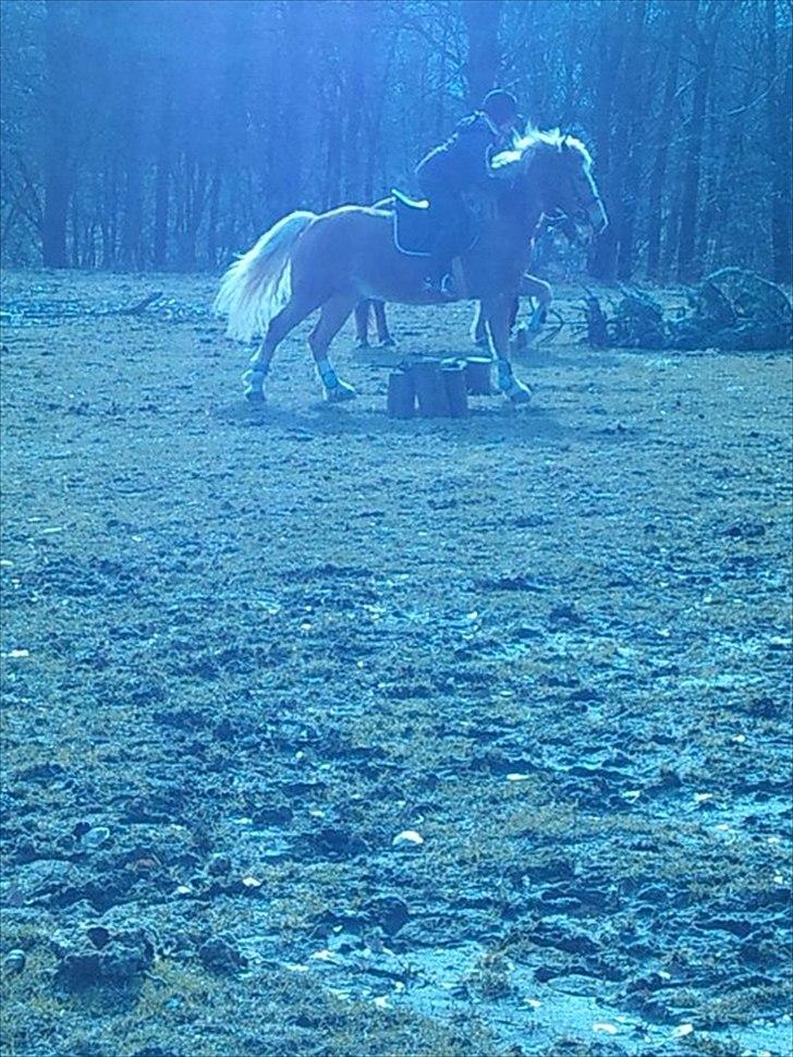 Haflinger Jackpot billede 14