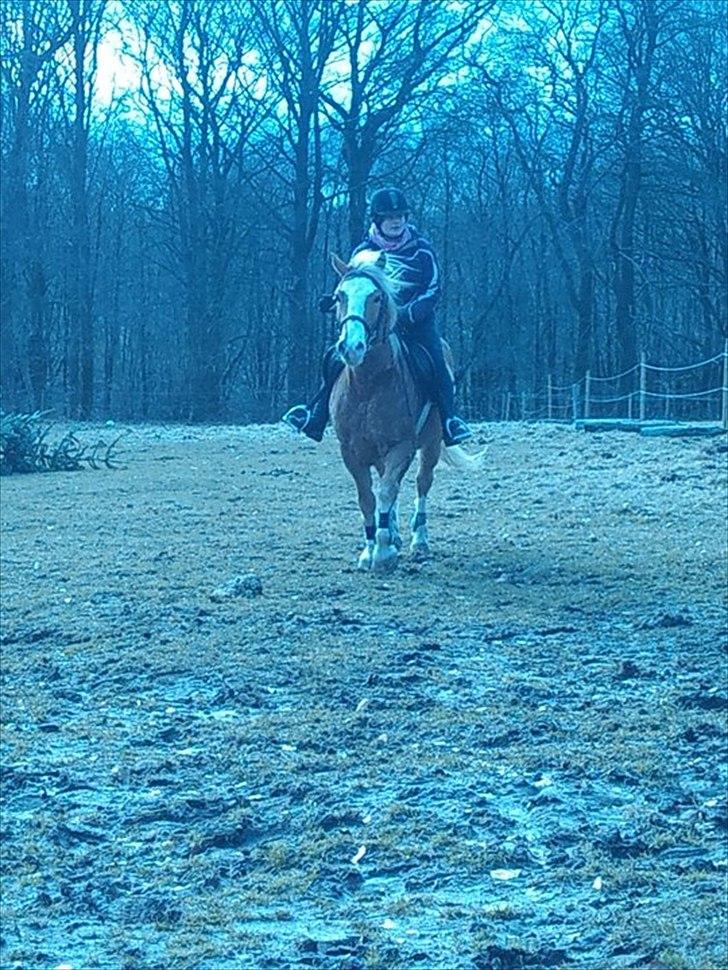 Haflinger Jackpot billede 15