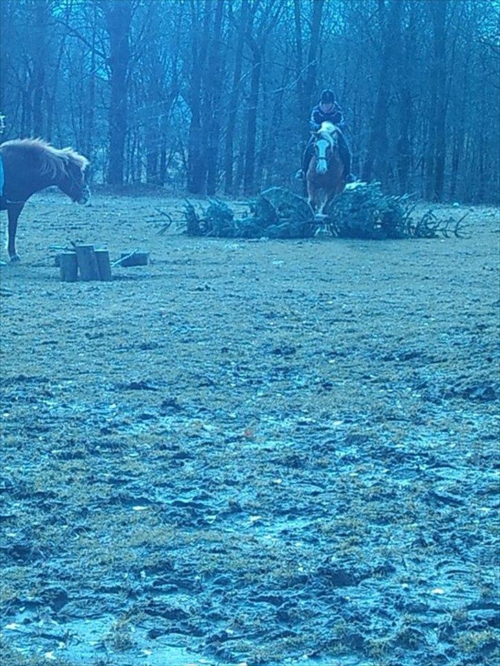 Haflinger Jackpot billede 16