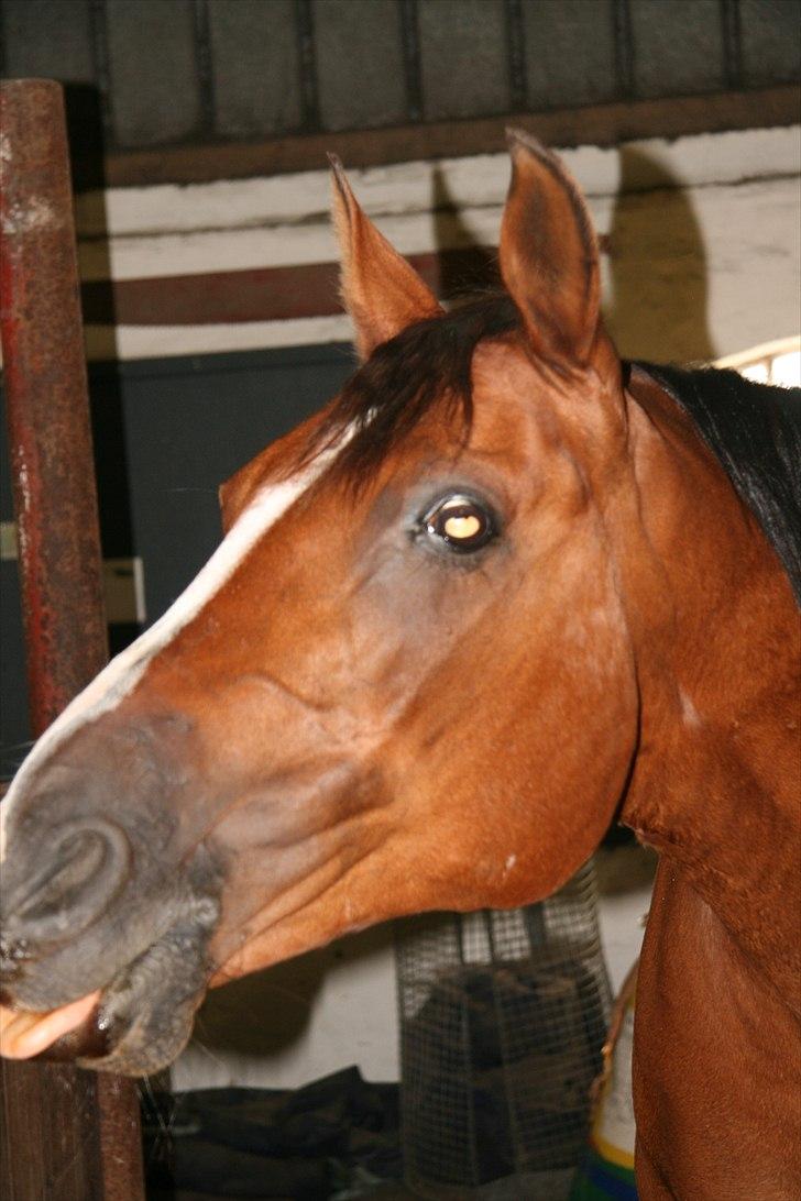 Anden særlig race Sevilla billede 5