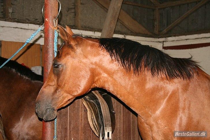 Anden særlig race Sevilla billede 3