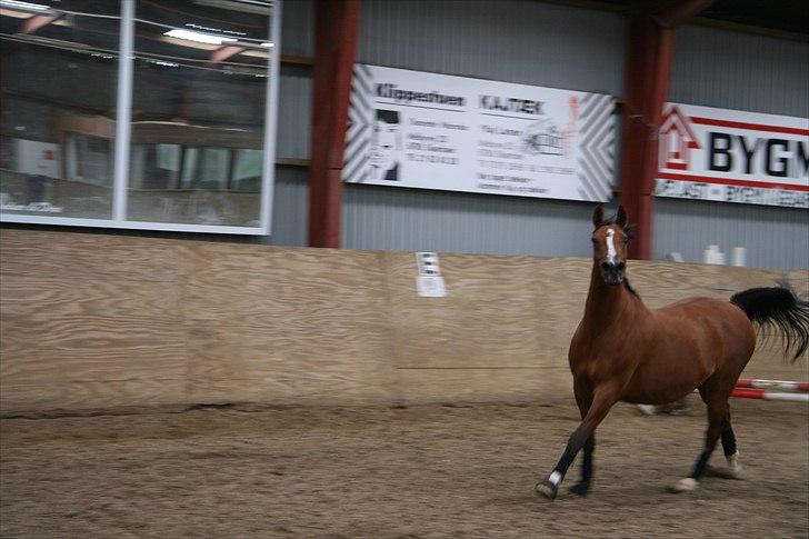 Anden særlig race Sevilla billede 6