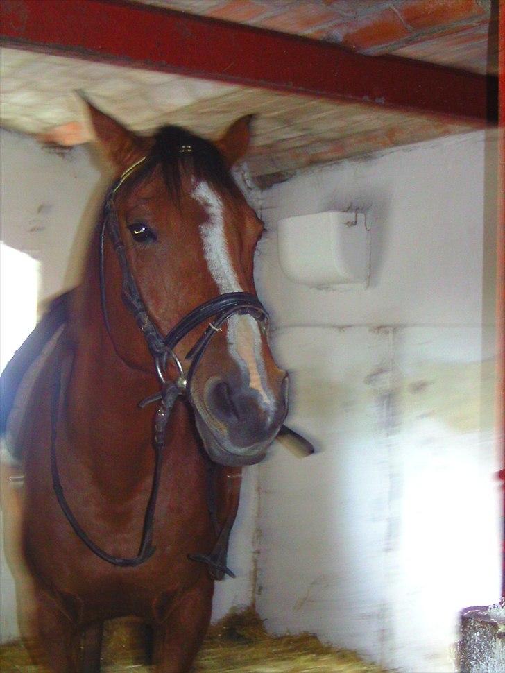 Anden særlig race Sevilla billede 7