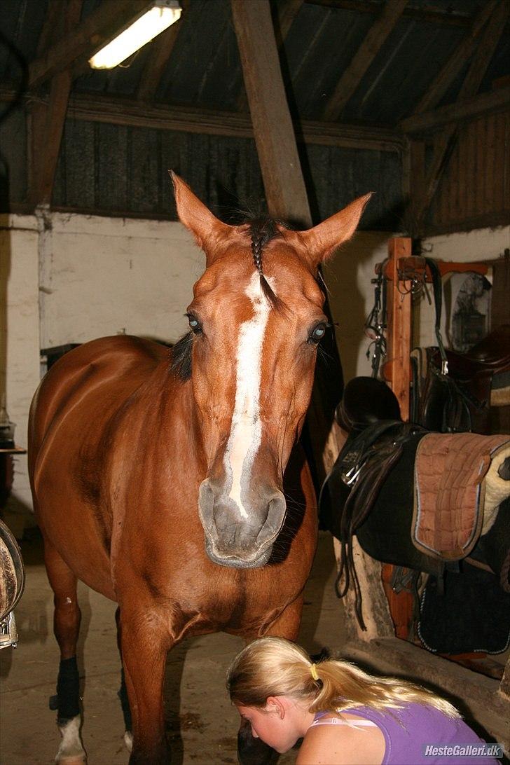 Anden særlig race Sevilla billede 8