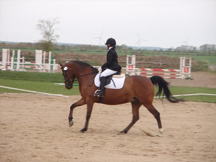 Anden særlig race Garcon billede 13