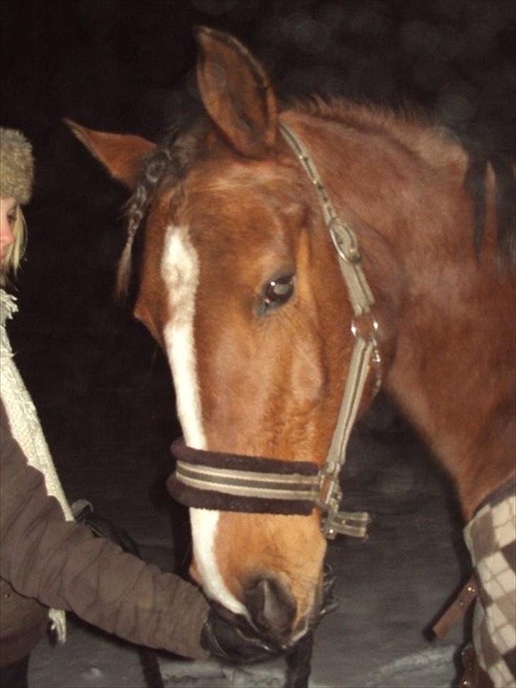 Anden særlig race Sevilla billede 9