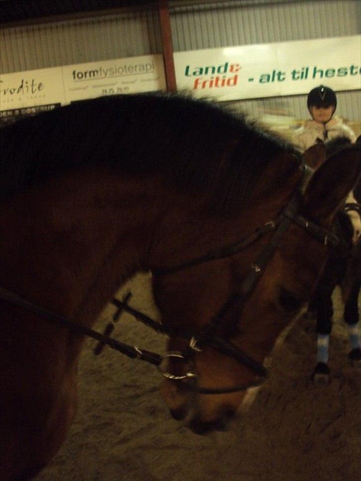 Anden særlig race Sevilla billede 2