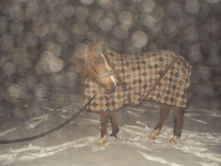 Anden særlig race Sevilla billede 10