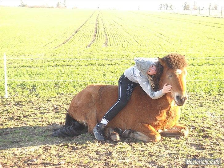 Islænder Kjarval fra Ryttergården2 billede 6