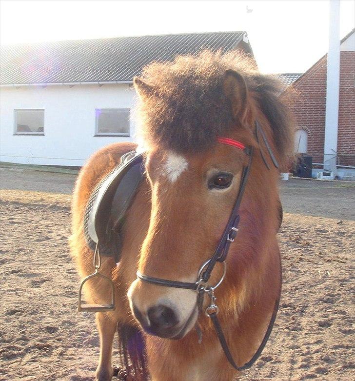 Islænder Kjarval fra Ryttergården2 billede 8